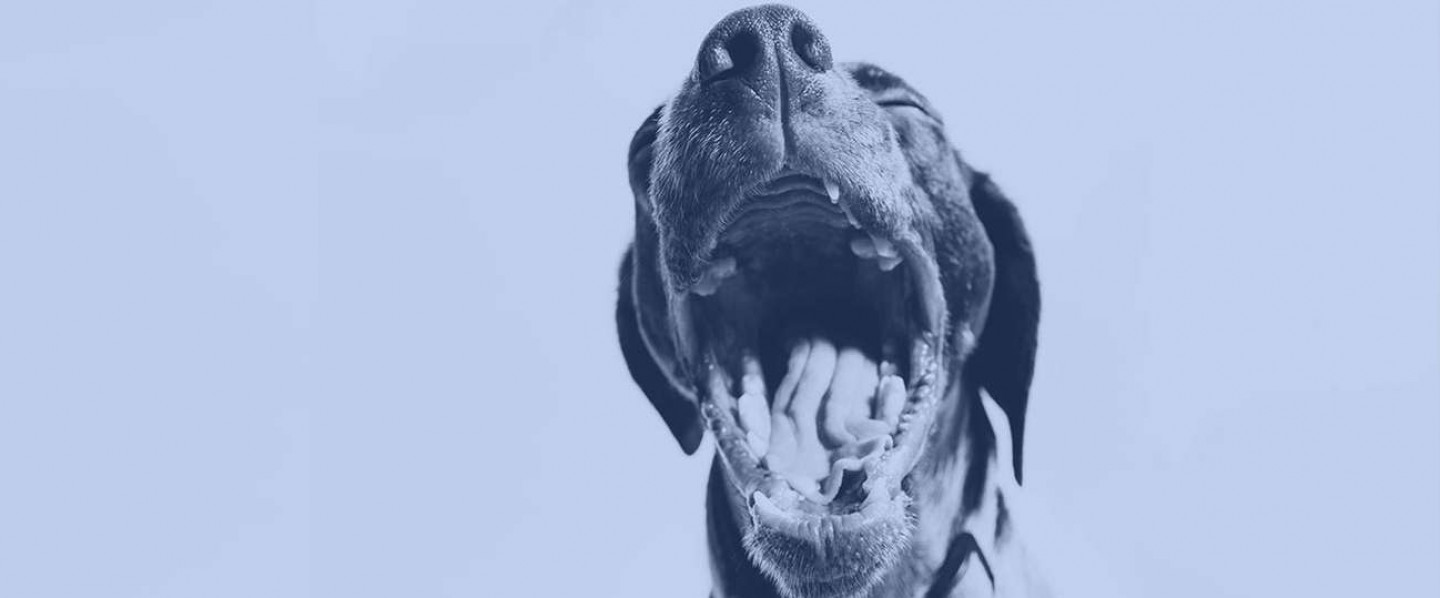 Veterinary Services 