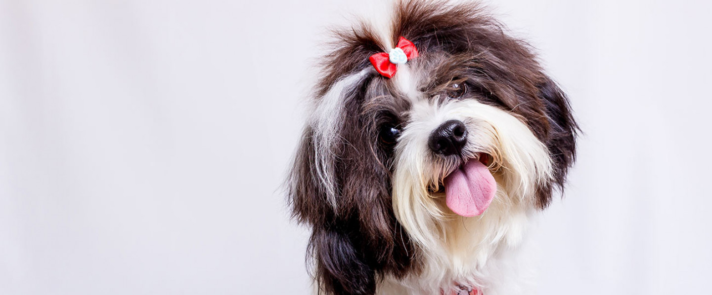 Adoptable Pets 