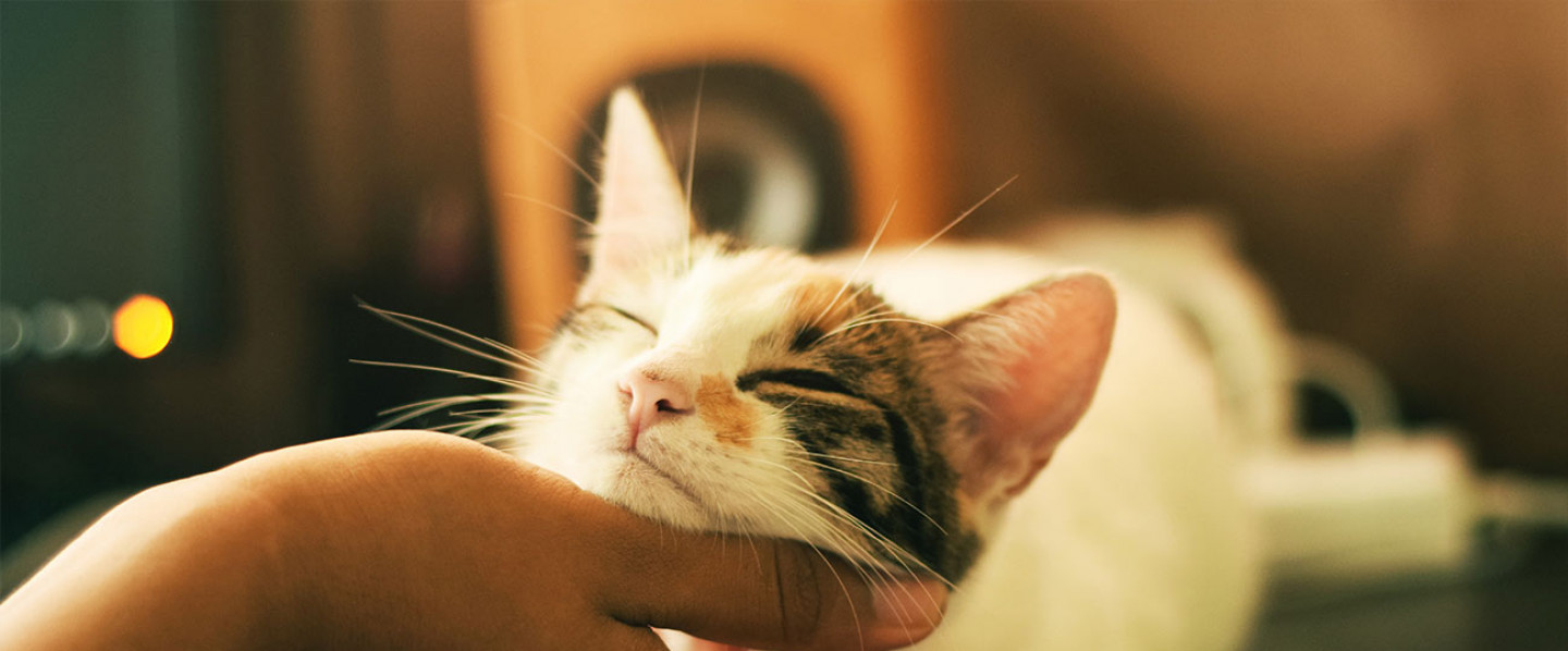 Spay/Neuter 